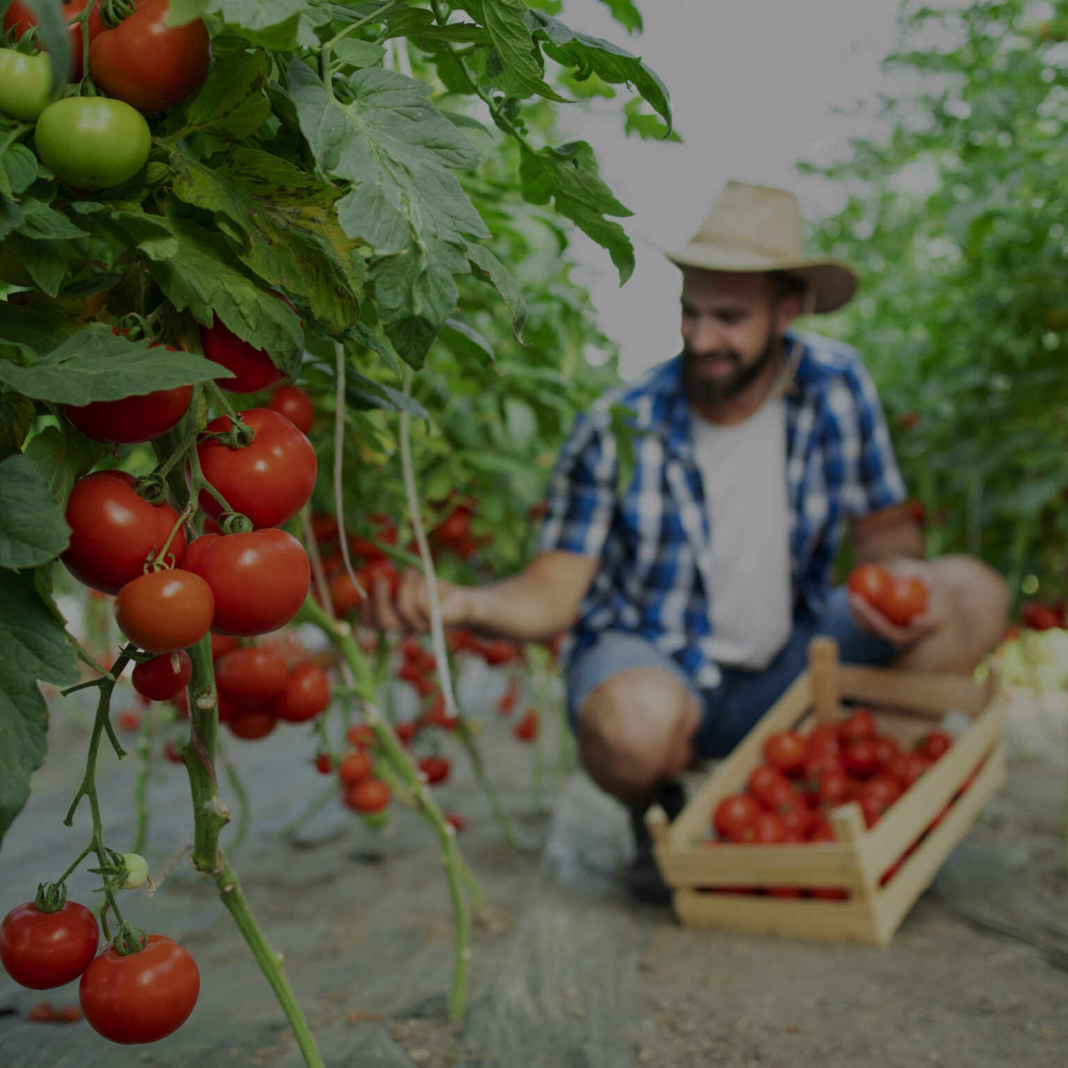 Farmer picking fresh ripe tomato vegetables and putting into wooden crate.