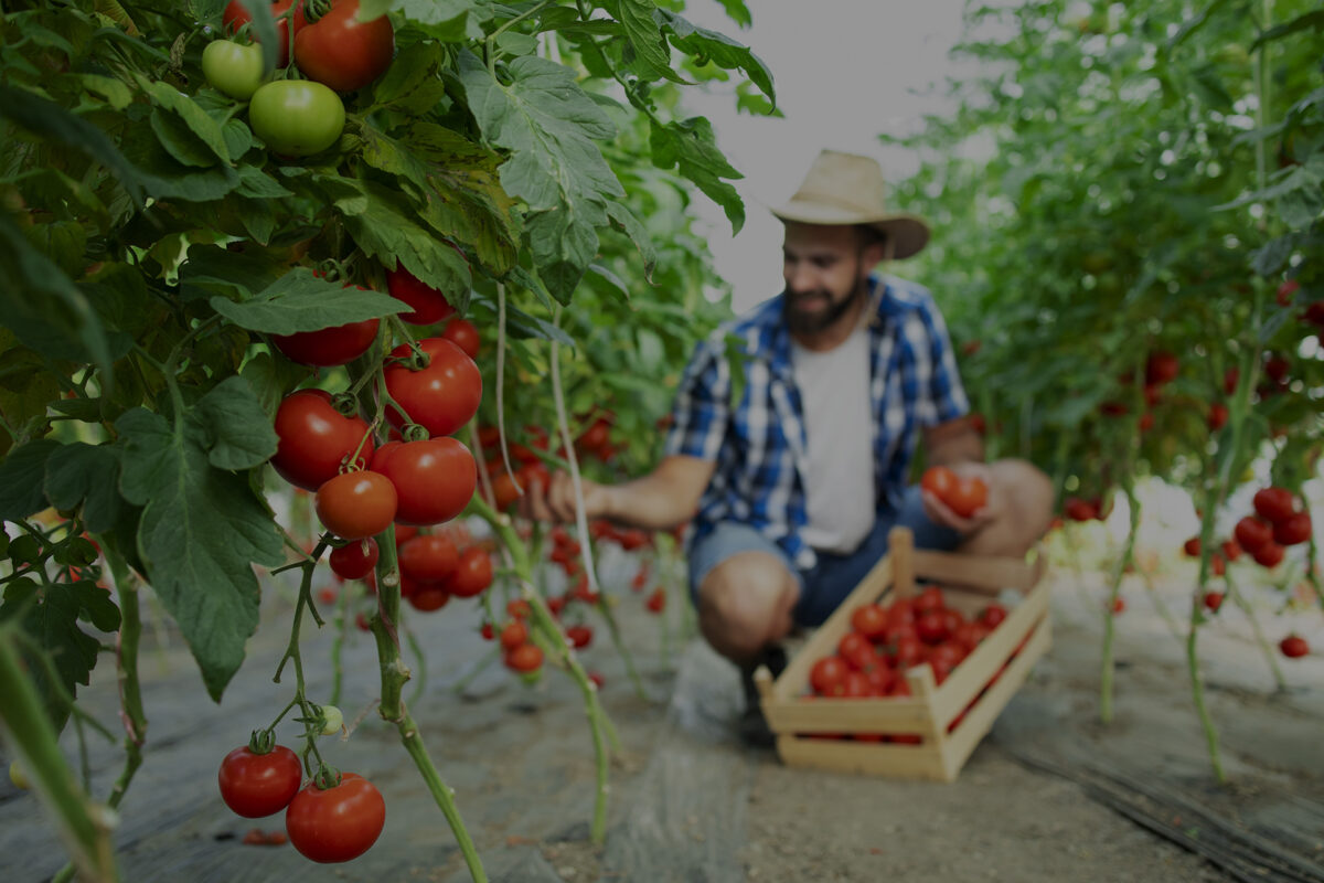 Farmer picking fresh ripe tomato vegetables and putting into wooden crate.